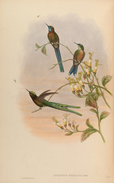 Cynanthus bolivianus = Aglaiocercus kingi smaragdinus de John Gould